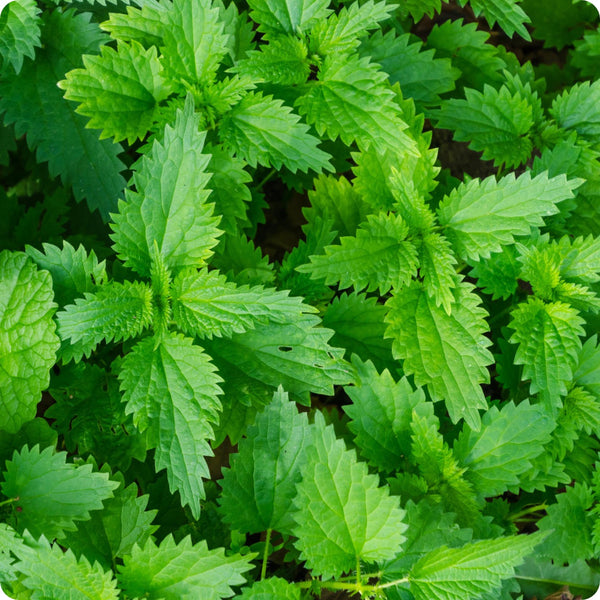 Stinging Nettle Samen with Aussaat and stratification guide