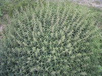 Stinging Nettle Samen Urtica Dioica Common California Bull Nettle