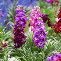 Close-up of maroon matthiola incana blooms