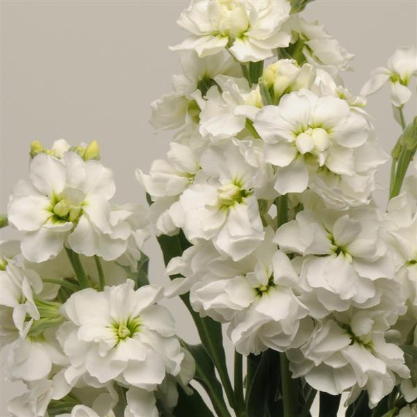 Weiß Levkoje Incana Blumensamen zur Aussaat Schnitt Blume beliebt Traditionssorte & ohne Gentechnik Samen Hausgarten