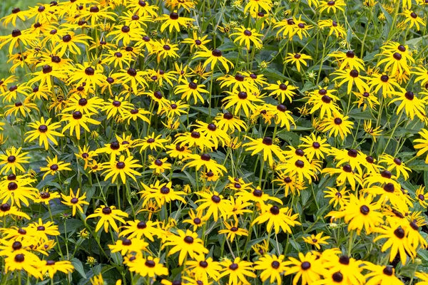 Sonnenhut Triloba Blumensamen zur Aussaat – Wildblume Mischung – Traditionssorte & ohne Gentechnik Samen Hausgarten