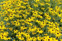 Sonnenhut Triloba Blumensamen zur Aussaat – Wildblume Mischung – Traditionssorte & ohne Gentechnik Samen Hausgarten