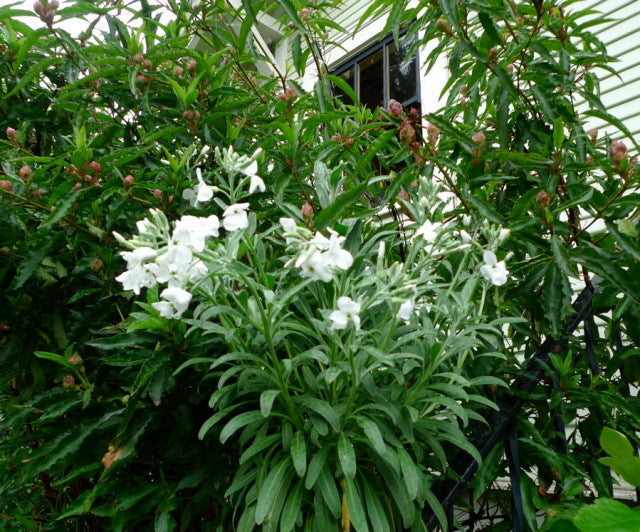 Weiß Scented Stock Blumensamen zur Aussaat – Halbschatten verträglich – Traditionssorte & ohne Gentechnik Samen Hausgarten