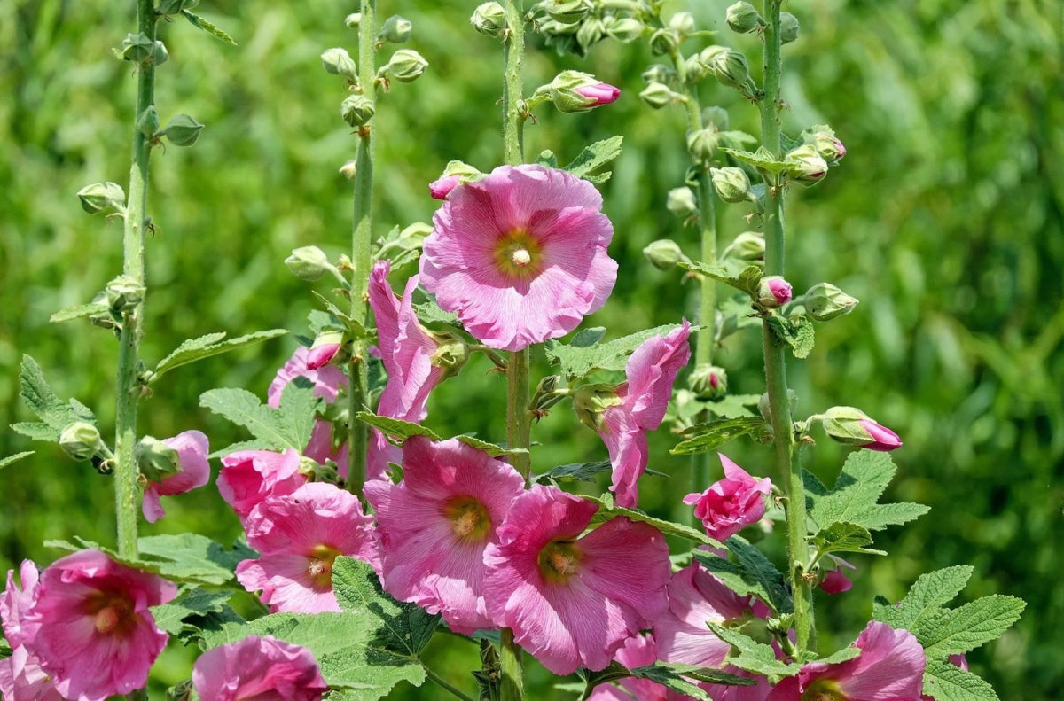 Halo Samen Rosa-Blumensamen zum Pflanzen und Gärtnern