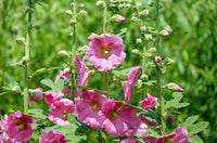 Halo Samen Rosa-Blumensamen zum Pflanzen und Gärtnern