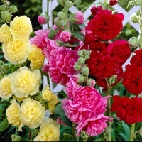 Stockrose Samen – riesig DANISH Mischung – selten Biennial – 11 Feet hoch