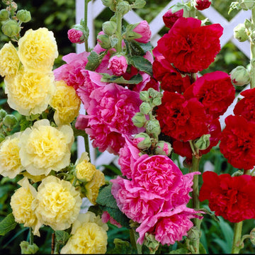 Gemischt Stockrose Blumensamen zur Aussaat – farbenfroh Biennial Blüten für Ihren Garten