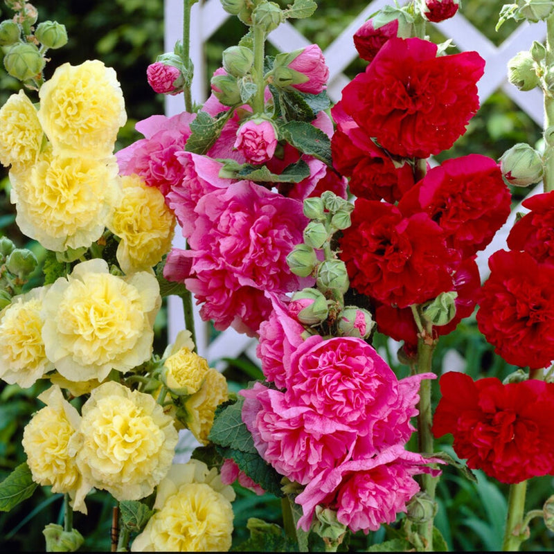 Gemischt Stockrose Blumensamen zur Aussaat – farbenfroh Biennial Blüten für Ihren Garten