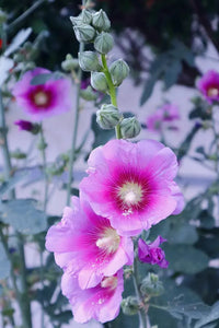 zart Rosa Stockrose Blumensamen zur Aussaat – lang Blüte Saison – Traditionssorte & ohne Gentechnik Samen Hausgarten