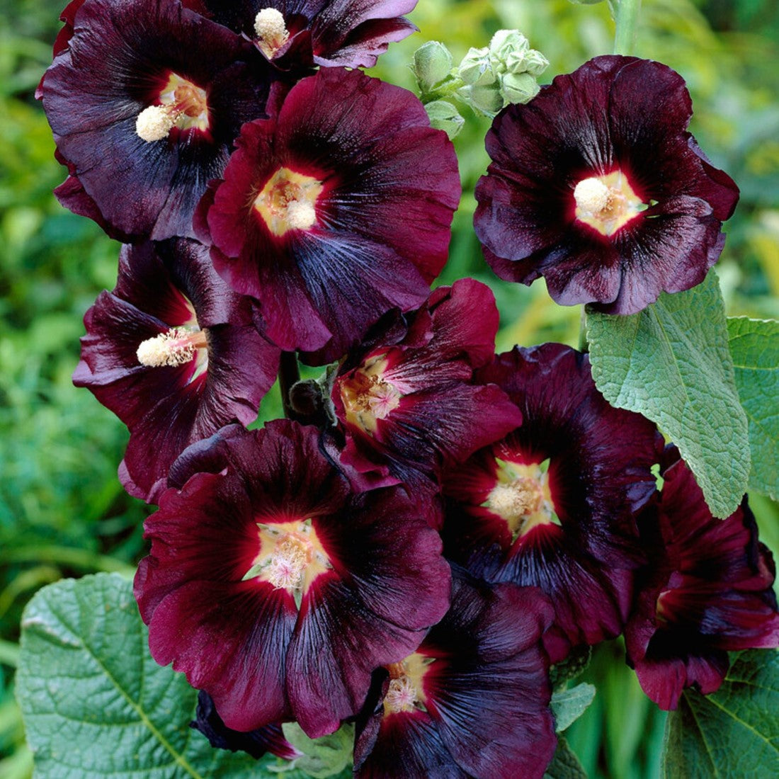 Schwarz Stockrose Blumensamen zur Aussaat – Bestäuber freundlich – Traditionssorte & ohne Gentechnik Samen Hausgarten