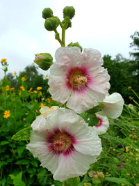 Weiß Lila Stockrose Blumensamen zur Aussaat – Drought verträglich – Traditionssorte & ohne Gentechnik Samen Hausgarten