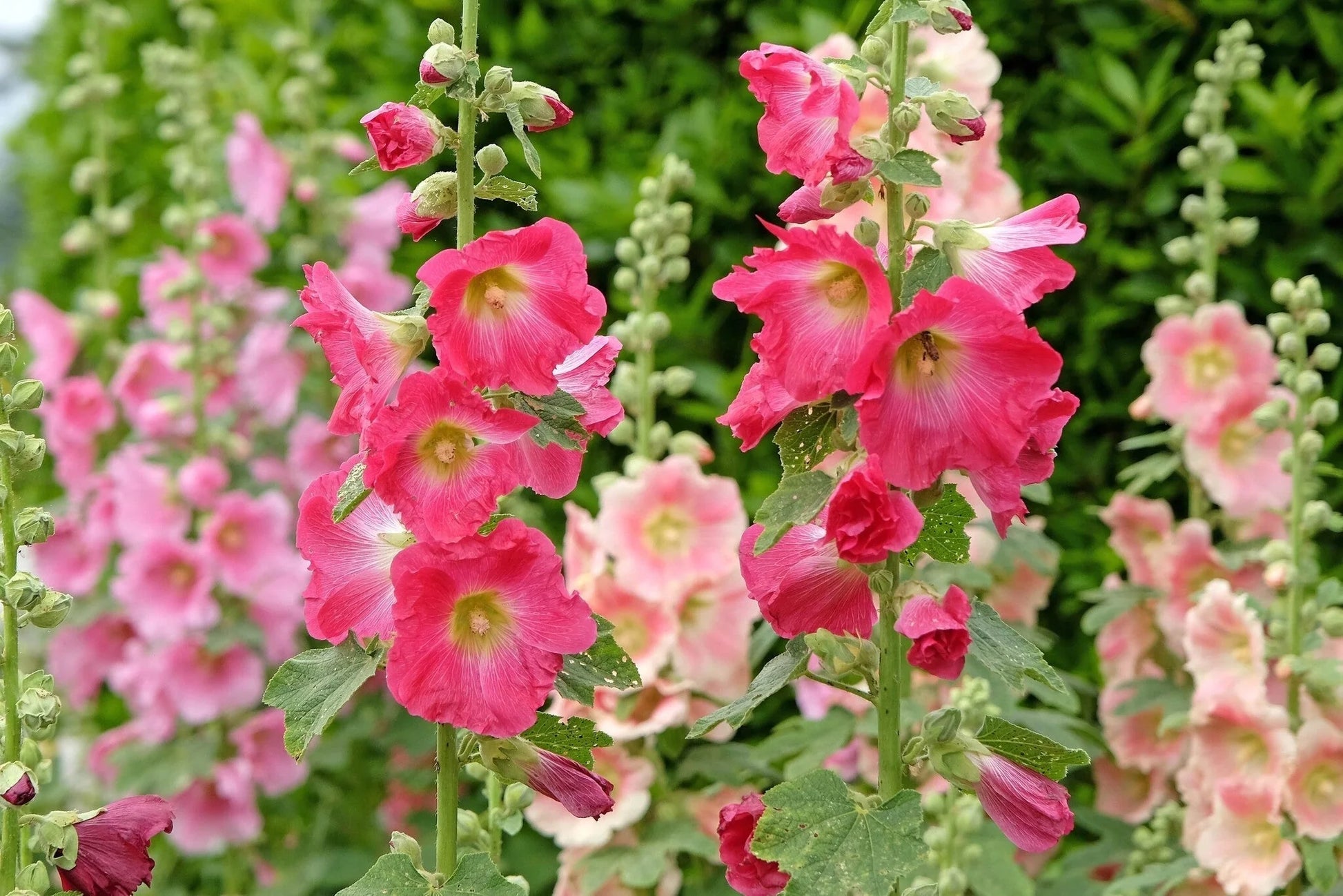 zart Rosa Stockrose Blumensamen zur Aussaat – lang Blüte Saison – Traditionssorte & ohne Gentechnik Samen Hausgarten