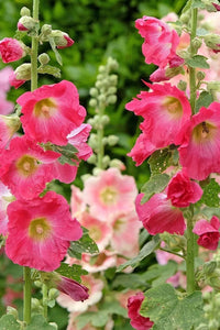 Weiß Lila Stockrose Blumensamen zur Aussaat – Drought verträglich – Traditionssorte & ohne Gentechnik Samen Hausgarten