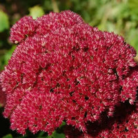 Rot Sedum Blumensamen zur Aussaat pflegeleicht Traditionssorte & ohne Gentechnik Samen Hausgarten