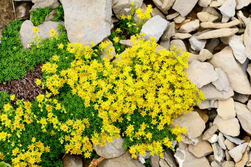 Gelb stonecrop samen attracting pollinators naturally