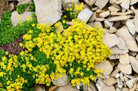 Gelb stonecrop samen attracting pollinators naturally