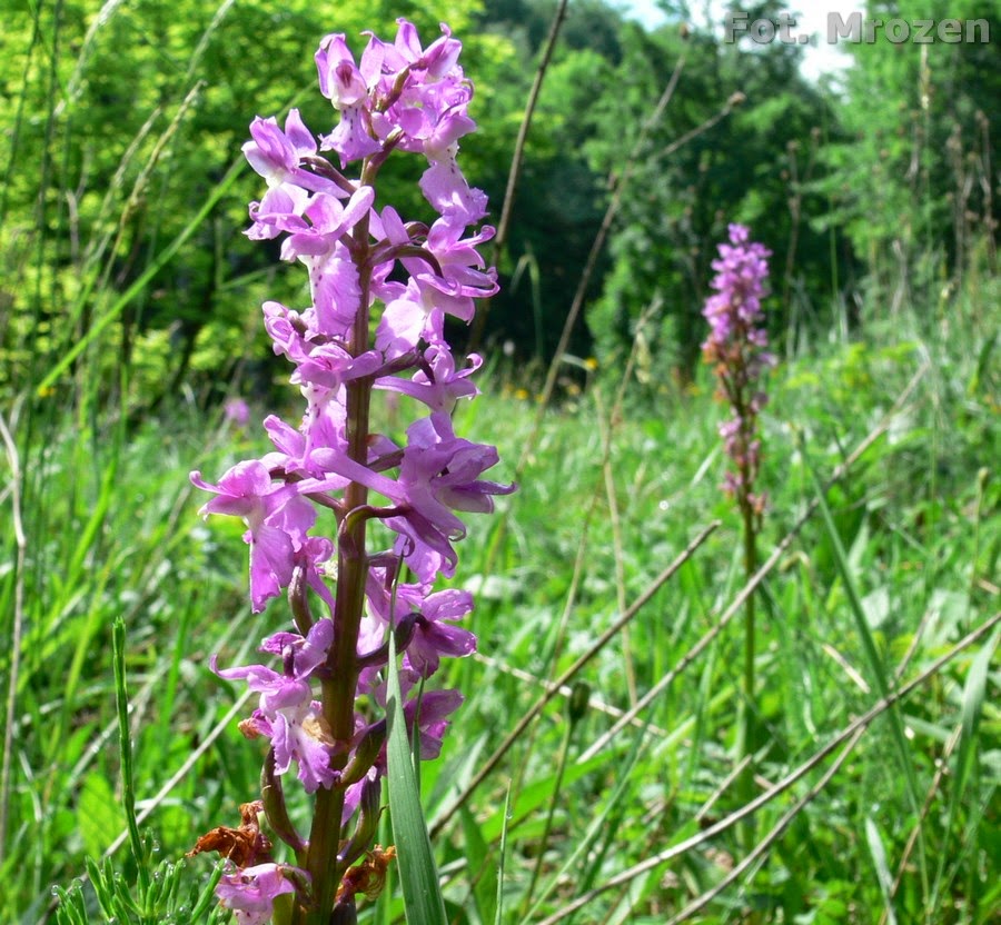 Lila Dracula Blumensamen zur Aussaat – Wildblume Mischung – Traditionssorte & ohne Gentechnik Samen Hausgarten