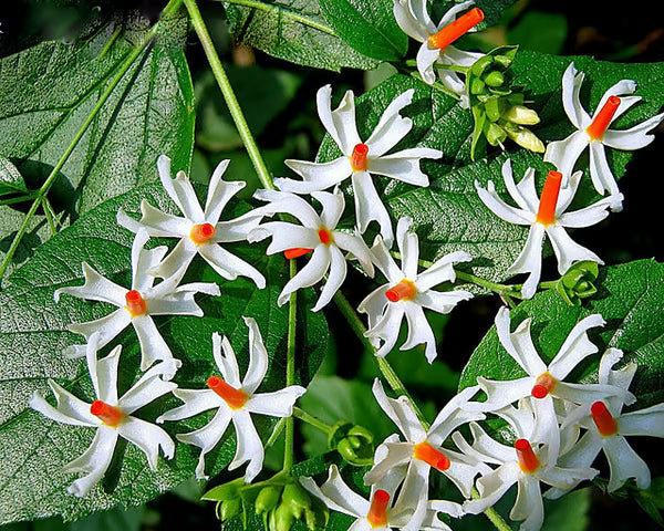 Coral Jasmine Blume Samen zur Aussaat leuchtend Garten Blüten