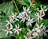 Coral Jasmine Blume Samen zur Aussaat leuchtend Garten Blüten