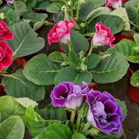 Blau Weiß Gloxinie Blumensamen leuchtend Traditionssorte & ohne Gentechnik Samen Hausgarten