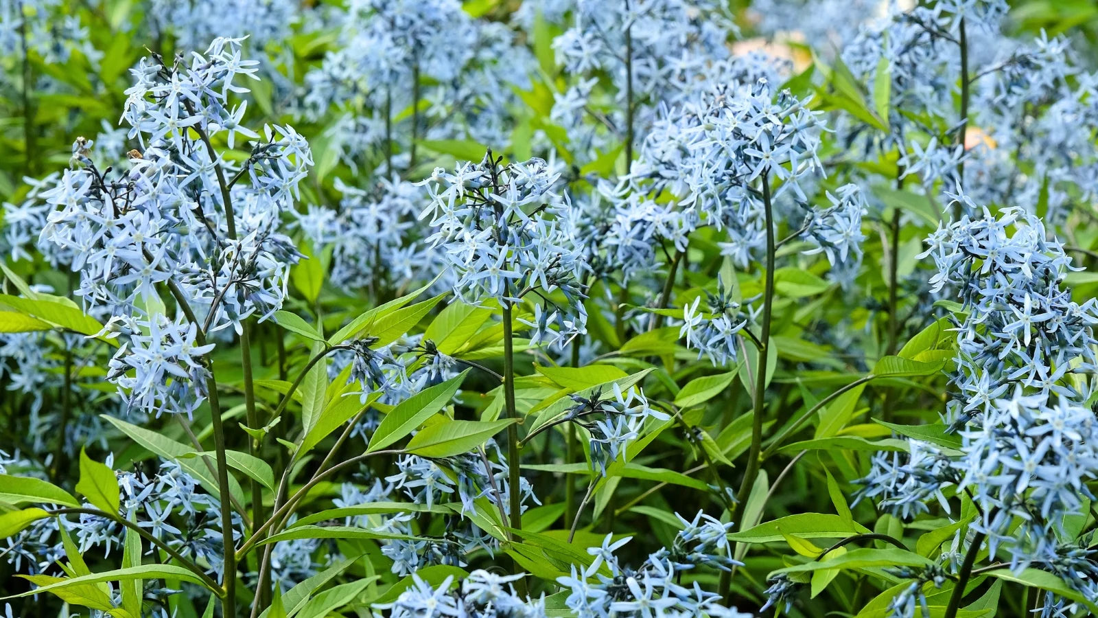 Amsonia Blumensamen zur Aussaat lang Blüte Saison Traditionssorte & ohne Gentechnik Samen Hausgarten