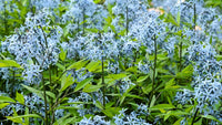 Amsonia Blumensamen zur Aussaat lang Blüte Saison Traditionssorte & ohne Gentechnik Samen Hausgarten