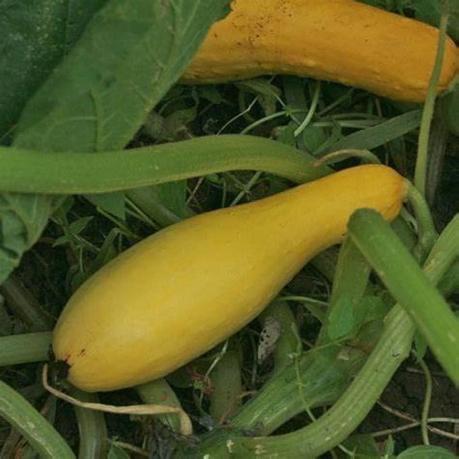 Straightneck squash pflanzen wachsend in garten