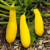 Straightneck summer squash samen für aussaat