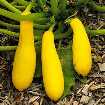 Straightneck summer squash samen für aussaat
