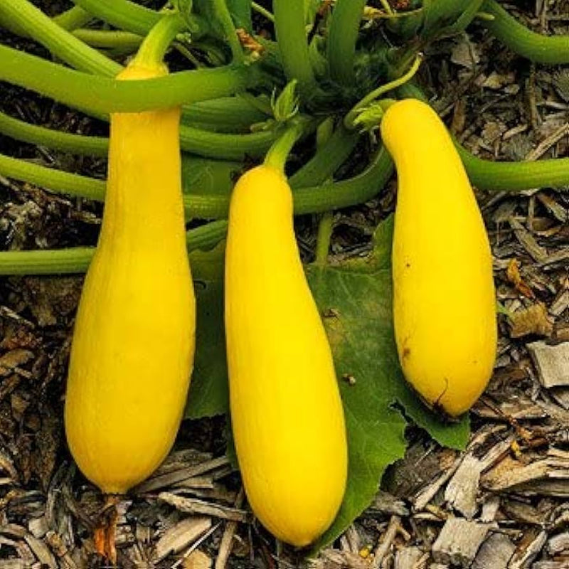 Straightneck summer squash samen für aussaat