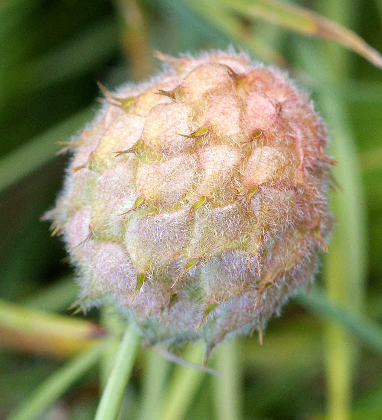 Groundcover clover Pflanzen grown from gentechnikfrei Strawberry-Headed Clover Samen