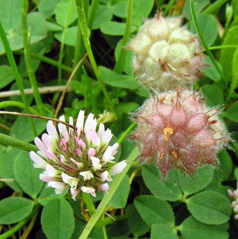 Pink strawberry-like Blume heads from Strawberry-Headed Clover Samen