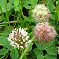 Pink strawberry-like Blume heads from Strawberry-Headed Clover Samen