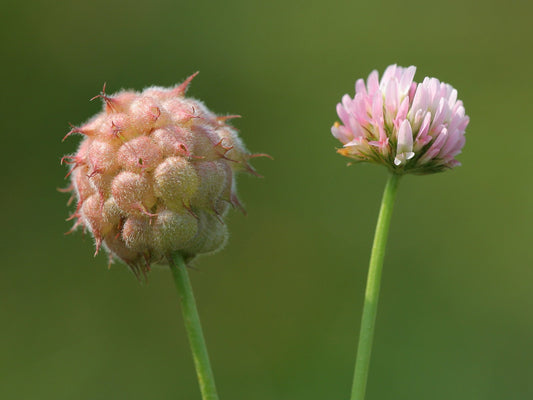 Strawberry-Headed Clover Samen Trifolium fragiferum producing pink Blume heads