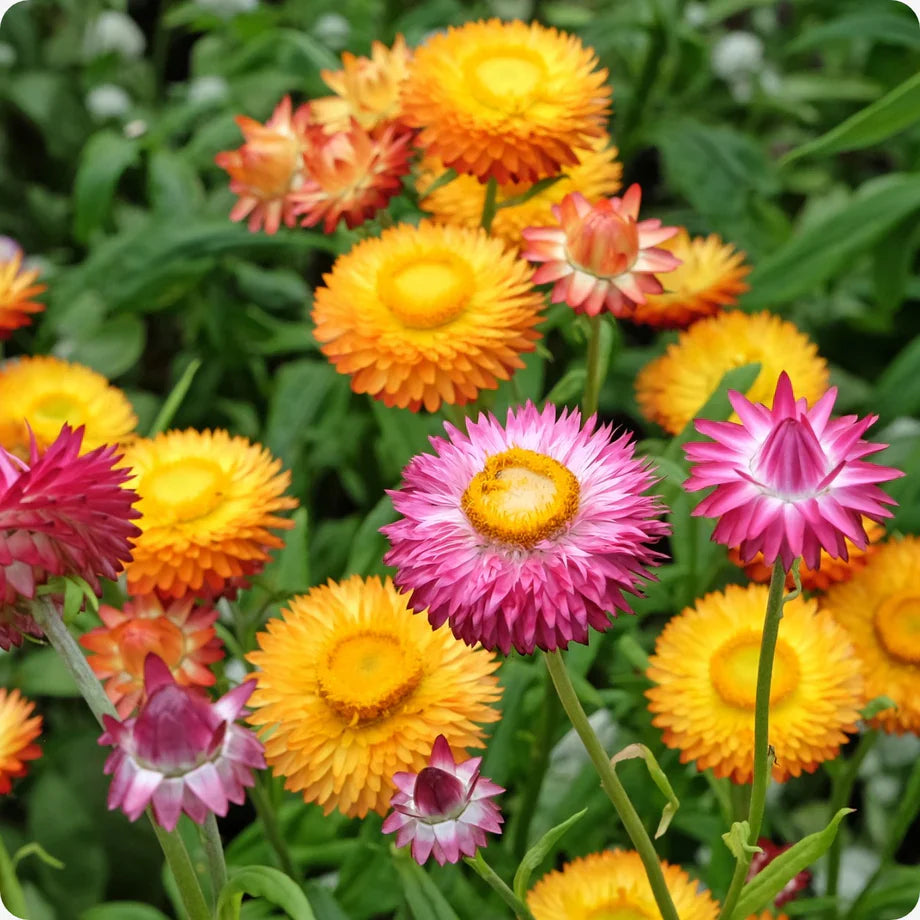 Dried strawflowers for crafts and bouquets