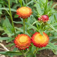Strawflowers wachsend in a sunny garten