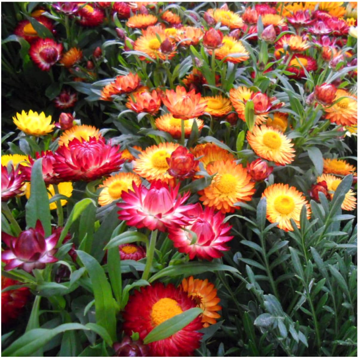 Strawflower samen for anpflanzung - mixed varieties