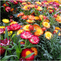 Strawflower samen for anpflanzung - mixed varieties