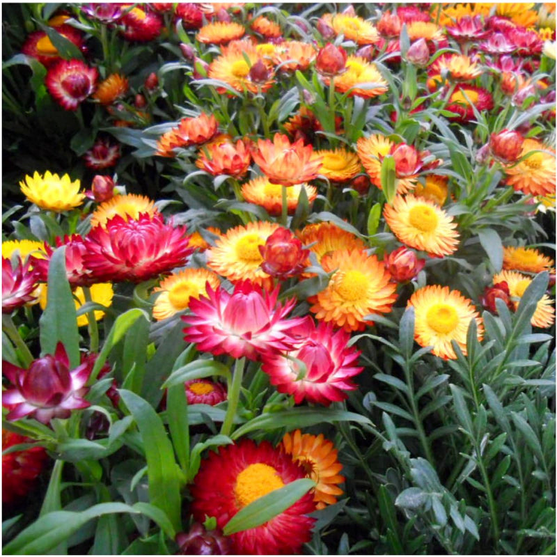 Strawflower samen for anpflanzung - mixed varieties