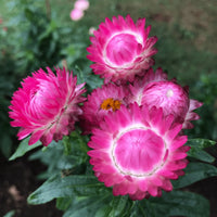 Strawflower seedlings wachsend in töpfen