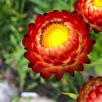 Rot StrawFlower Samen zur Aussaat farbenfroh Schau Traditionssorte & ohne Gentechnik Samen Hausgarten