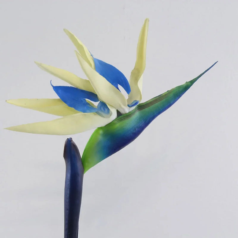 Strelitzia blume samen cream violet anpflanzung exotic