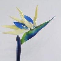 Strelitzia blume samen cream violet anpflanzung exotic