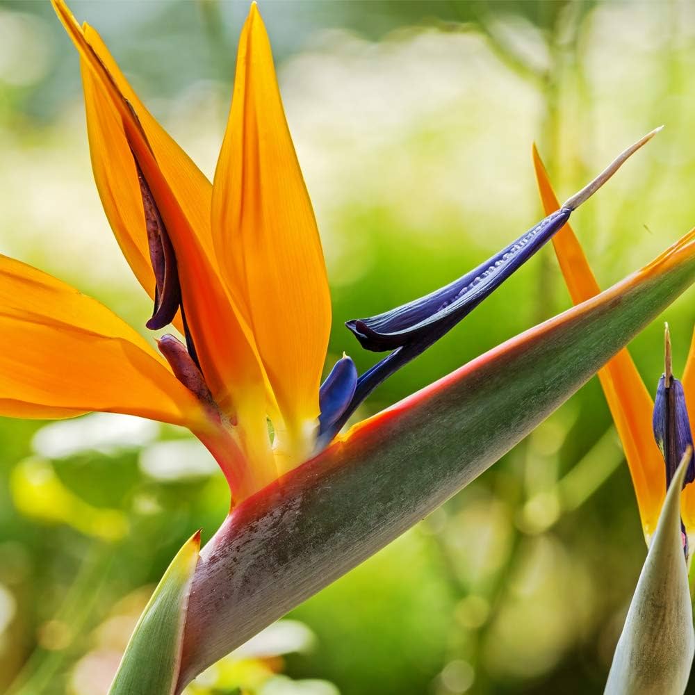 Exotic strelitzia blume samen mix for anpflanzung