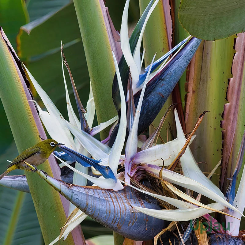 Strelitzia pflanze wachsend in garten