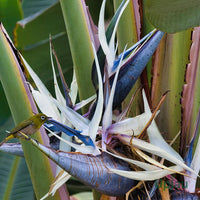 Strelitzia pflanze wachsend in garten