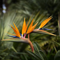 Strelitzia pflanze wachsend in garten