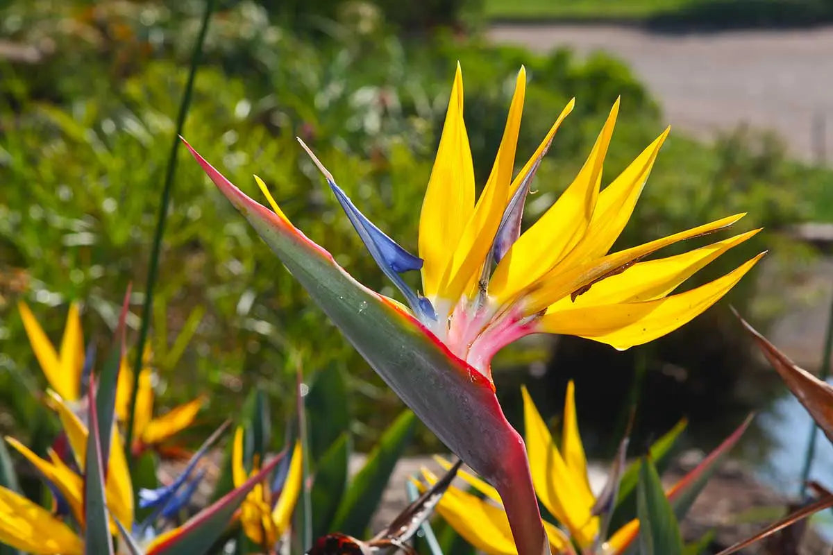 How to pflanze rainbow strelitzia samen