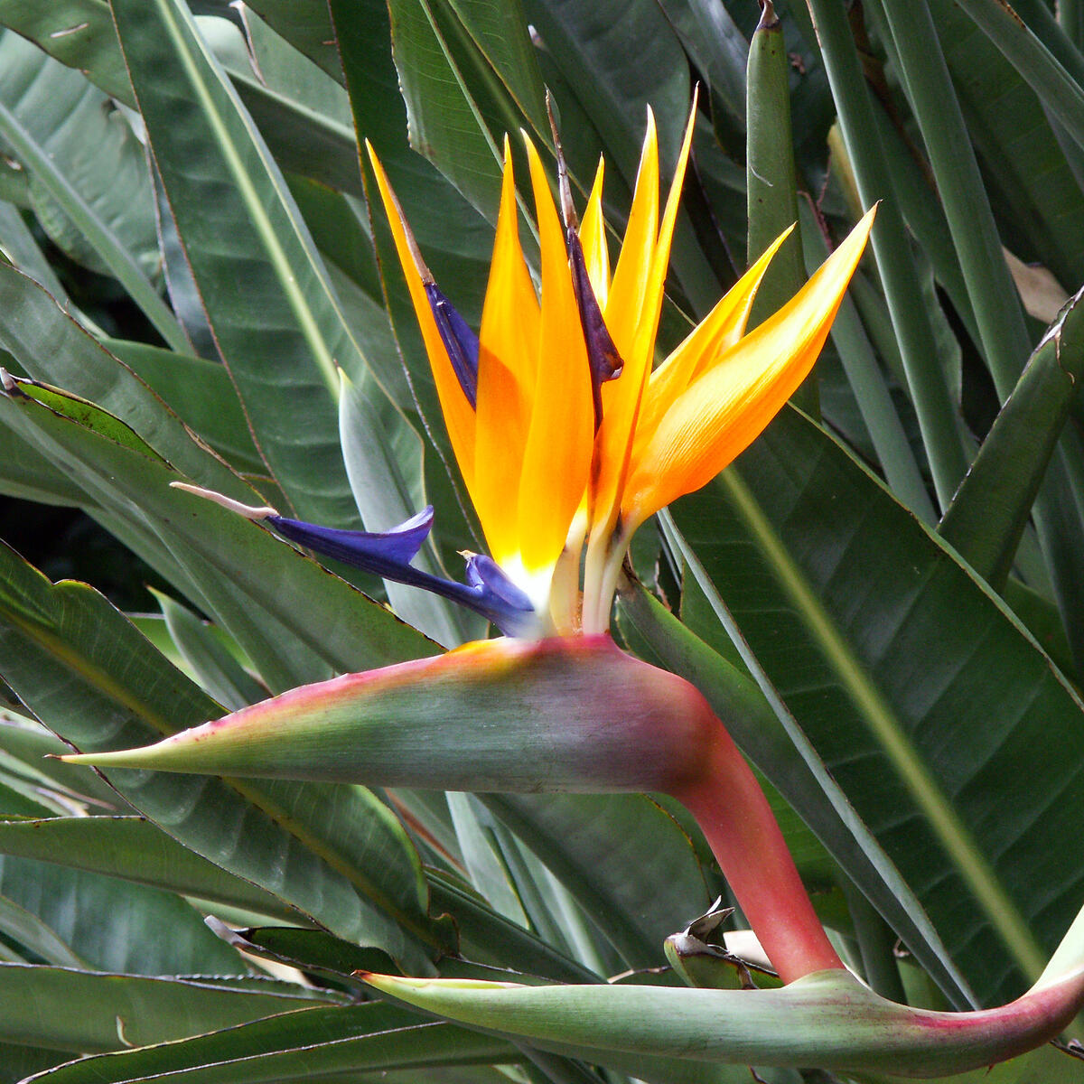 Paradise Blumensamen zur Aussaat Halbschatten verträglich Traditionssorte & ohne Gentechnik Samen Hausgarten