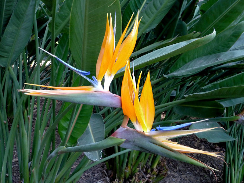 Strelitzia blume samen mix for vibrant anpflanzung and gardening